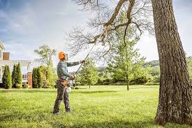 Best Leaf Removal  in Anchor Point, AK