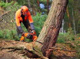 Best Hazardous Tree Removal  in Anchor Point, AK