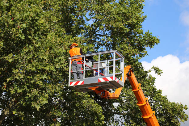 Best Arborist Consultation Services  in Anchor Point, AK