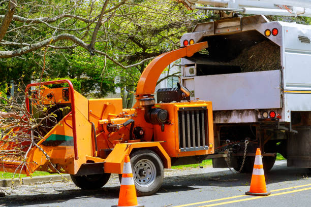 How Our Tree Care Process Works  in  Anchor Point, AK