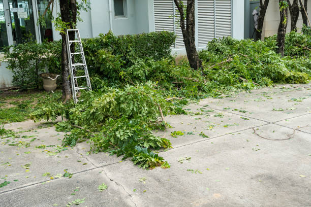 Best Emergency Tree Removal  in Anchor Point, AK