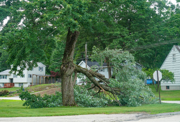 Best Stump Grinding and Removal  in Anchor Point, AK